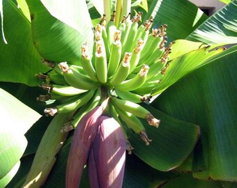Dwarf Cavendish Banana Starter Plant - Live Musa Banana Tree, 4-12" Tall, Grown In USA