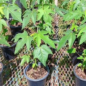 Dwarf  Strawberry  Papaya Plant - 6&quot; plant  in 4&quot; pot.
