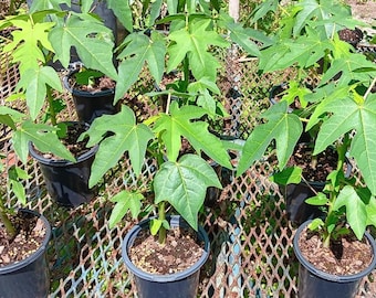 Dwarf  Strawberry  Papaya Plant - 7" plant  in 4" pot.