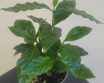 Arabica Coffee Plant - Sale - Grow your own Coffee - 9" multi plants shipped.