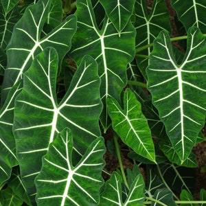 May include: Close-up of large, dark green leaves with prominent white veins. The leaves have a distinctive shape and texture, creating a lush, tropical appearance. The image showcases the natural beauty of the plant, highlighting its intricate patterns.