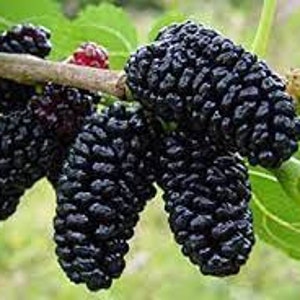 Sweet Dwarf Everbearing Mulberry Tree - SALE -  Nice 6" plant shipped