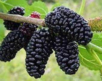 Dwarf Everbearing Mulberry Tree  - 5" plant