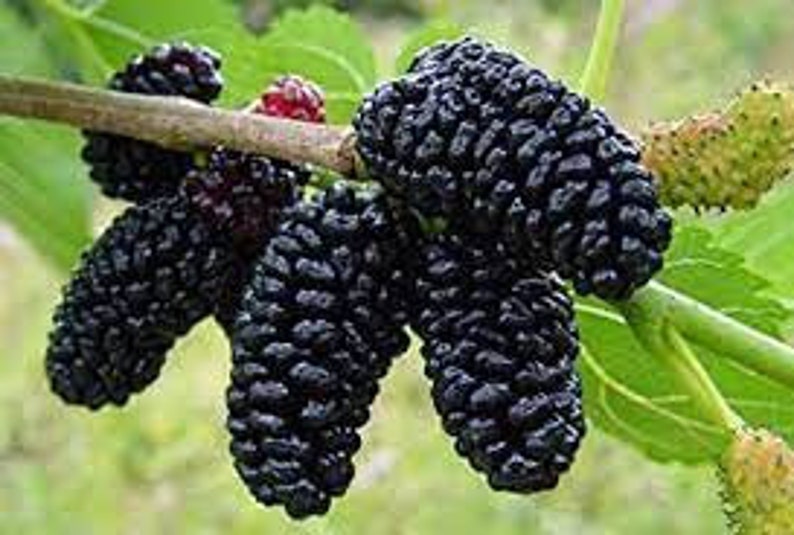 May include: Close-up of ripe, dark purple mulberries clustered on a branch with green leaves. The berries have a textured surface and are ready for harvest. A single red berry is also visible.