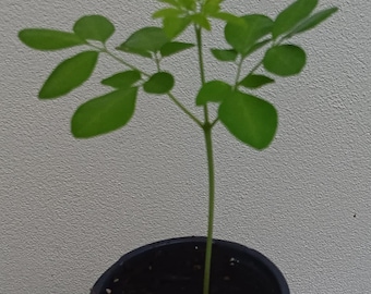 Moringa Tree - 14" plant - Oleifera, Drumstick Tree