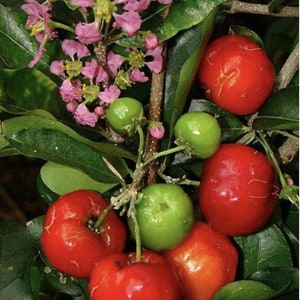 May include: A cluster of acerola cherries on a branch with dark green leaves and small pink flowers. The fruit varies in color from bright red to light green, showing a smooth, rounded texture with visible indentations on the surface of the skin.