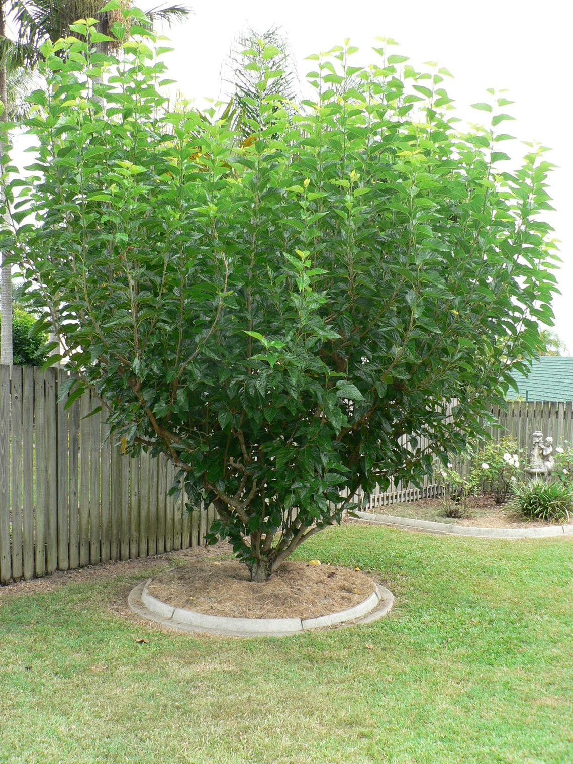 Dwarf Super Sweet Everbearing Mulberry Tree plant Morus Etsy