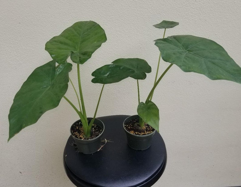 1 Huge Alocasia Borneo King Elephant Ear Plant Etsy