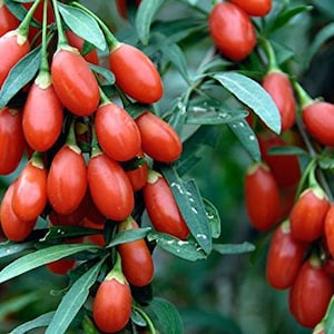 Goji Berry Plants (Lycium barbarum) - SALE - 16" Plants