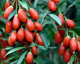 Goji Berry Plants (Lycium barbarum) - SALE - 16" Plants