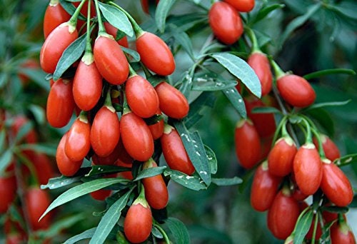 Live Goji Berry Plant /'Wolfberry/' Lycium barbarum Organic Tree Seedling Sapling Perennial Superfood Antioxidant Red Fruit Non-gmo Rare Gift