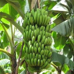 Musa 'Dwarf Cavendish' -  Banana Plant - Banana Trees - Beautiful 8" plant.