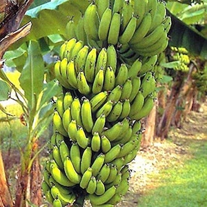 Musa  'Grand Nain' -  Banana Plant - Banana  Tree - the 'Chiquita'- 10" tall plant shipped.