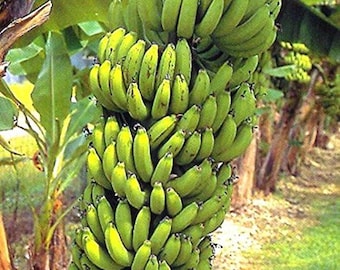 Musa  'Grand Nain' -  Banana Plant - Banana  Tree - the 'Chiquita'- 10" tall plant shipped.