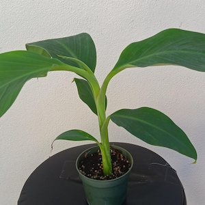 Musa 'Dwarf Cavendish' -  7"  beautiful, Banana Plant.