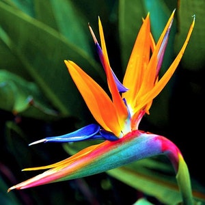 Bird-of-paradise - Orange-Blue - (Strelitzia reginae) - 6" tall now.