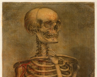 Étude de l’anatomie