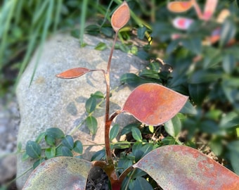Copper Leaves 10"x7" garden stake, pot stake