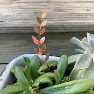 Copper Fern 6.5"x2" (small) garden stake, pot stake