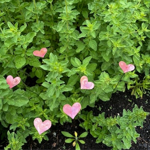 May include: Pink heart-shaped decorations on metal stakes are placed in a bed of green leafy plants.