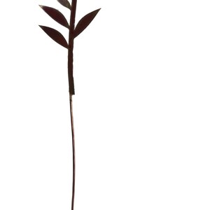 May include: A single stem of a burgundy-colored plant with multiple leaves. The stem is thin and long, and the leaves are narrow and pointed.