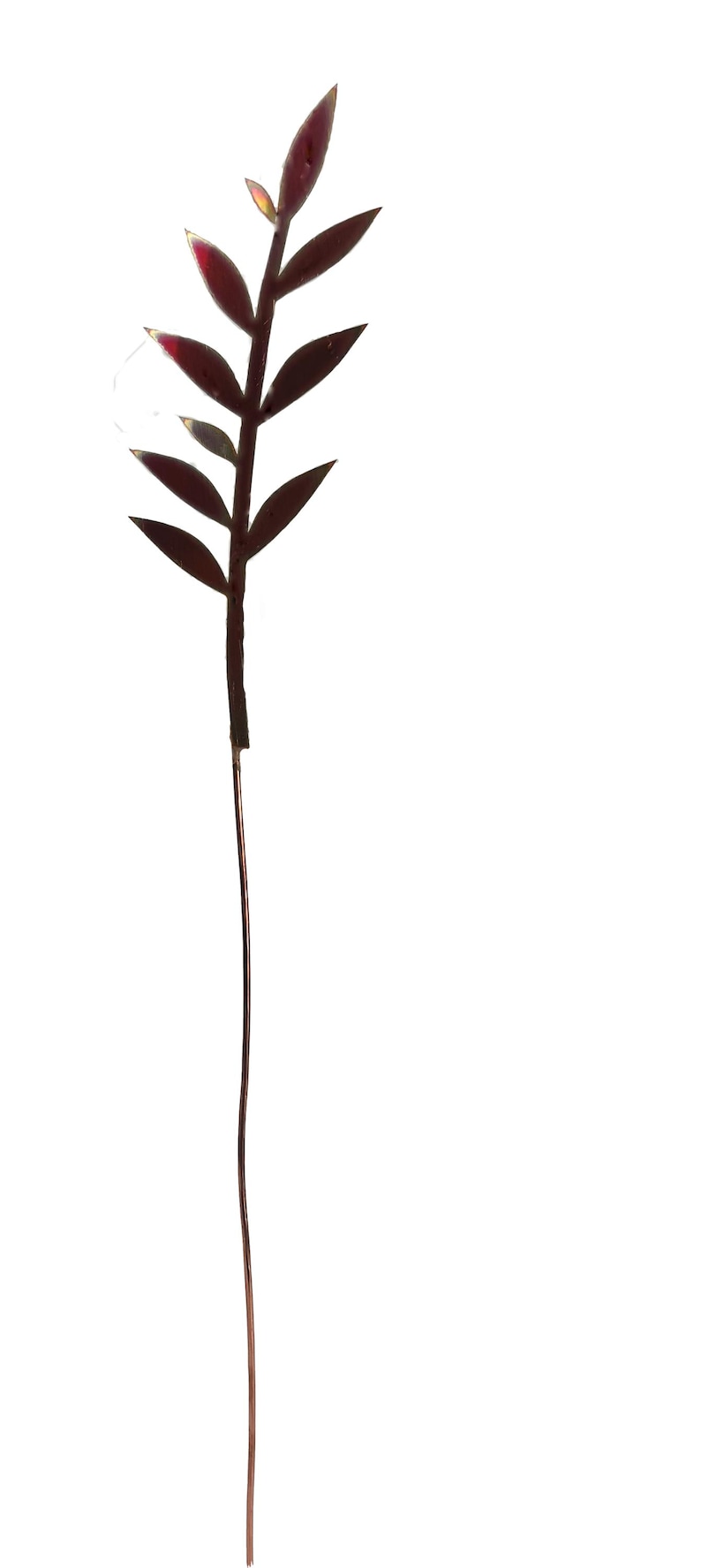 May include: A single stem of a burgundy-colored plant with multiple leaves. The stem is thin and long, and the leaves are narrow and pointed.