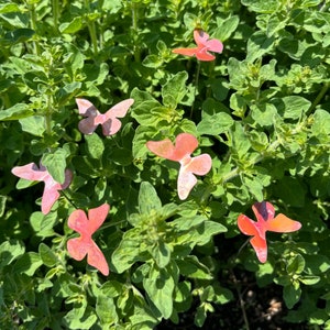 May include: A close-up of a green leafy plant with several pink butterfly cutouts attached to the stems.