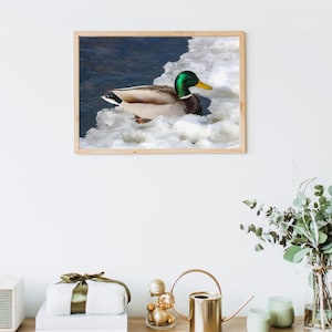 Gorgeous Male Mallard Duck Bird Photograph | Digital Download Original Image | 10.54 M JPEG | Nature Home Decor ArtB JPEG