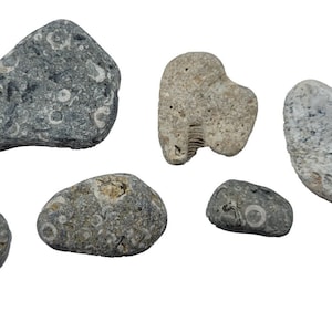 6 Crinoid Fossils Specimens Rocks Wisconsin Lake Michigan Science Arts & Crafts