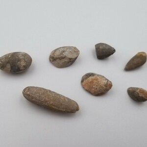 May include: A collection of six small, grey, brown, and beige fossilized sea urchins. The fossils are various shapes and sizes, and some have a rough texture.