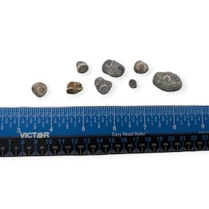 8 Crinoid Fossils Specimens Rocks Wisconsin Lake Michigan Science Arts & Crafts