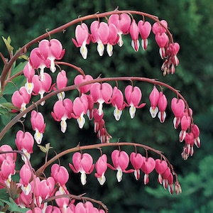 Bleeding Heart Flower Essence **NOT A LIVE PLANT**