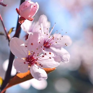 Cherry Plum Flower Essence **NOT A LIVE PLANT**