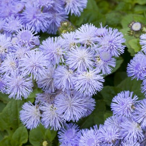 Ageratum Flower Essence **NOT A LIVE PLANT**