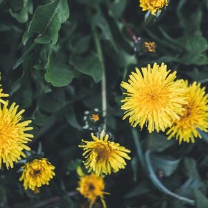 Dandelion Flower Essence **NOT A LIVE PLANT**