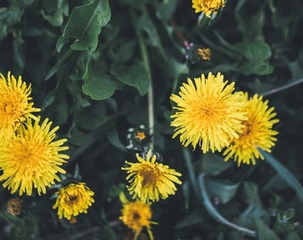 Dandelion Flower Essence **NOT A LIVE PLANT**