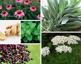 Immunity Boost Tincture Be Healthy Stay Healthy