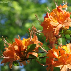 Flame Azalea Flower Essence **NOT A LIVE PLANT**
