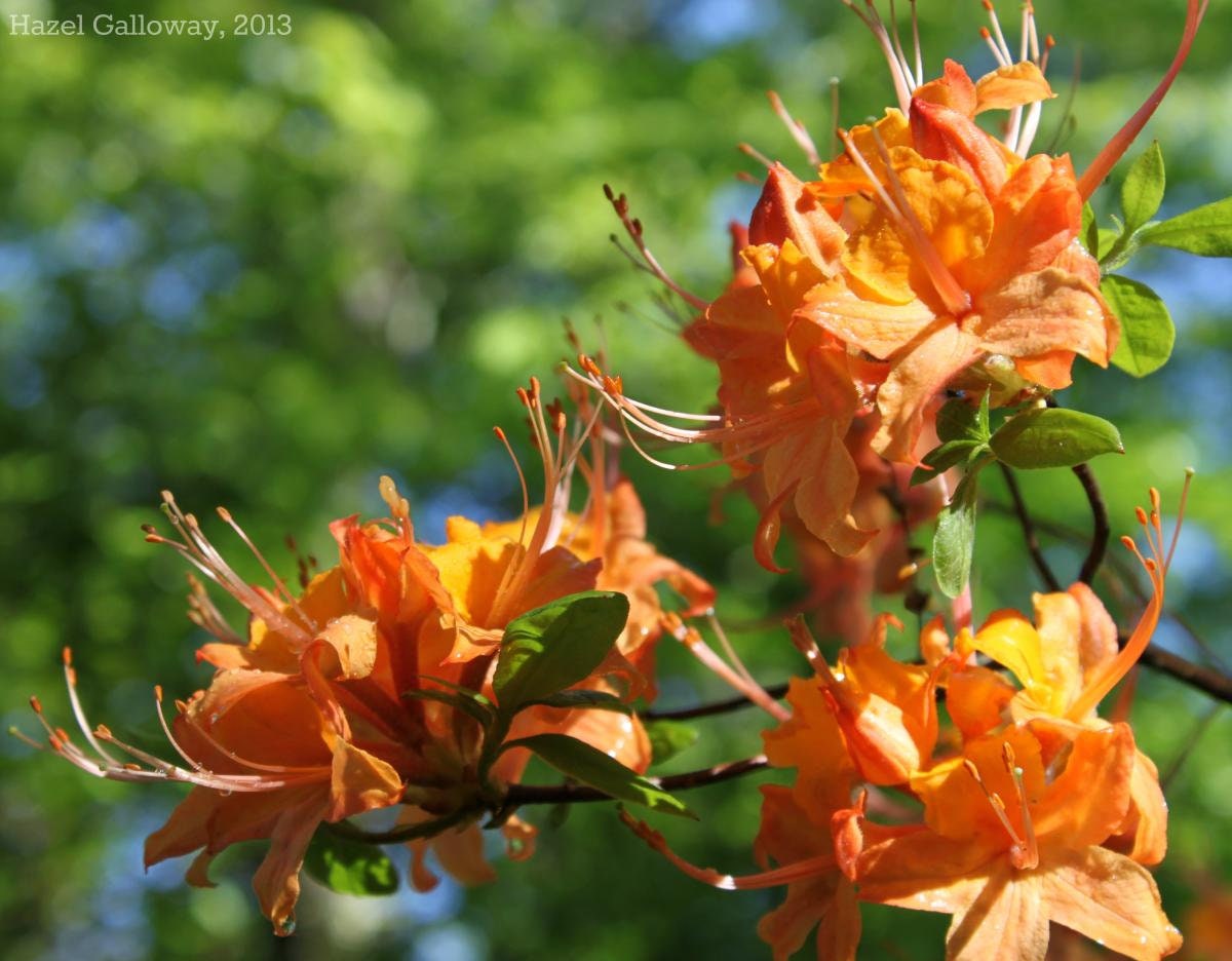Flame Azalea Flower Essence Etsy