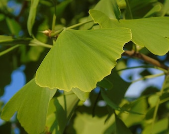 Ginkgo Tincture Ginkgo biloba