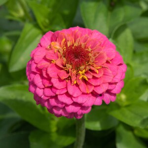 Zinnia Flower Essence **NOT A LIVE PLANT**