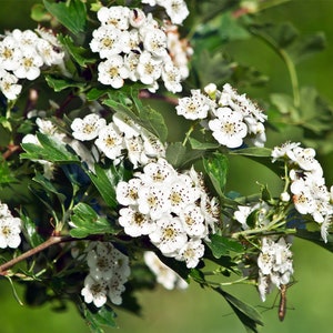 Hawthorn Flower Essence **NOT A LIVE PLANT**