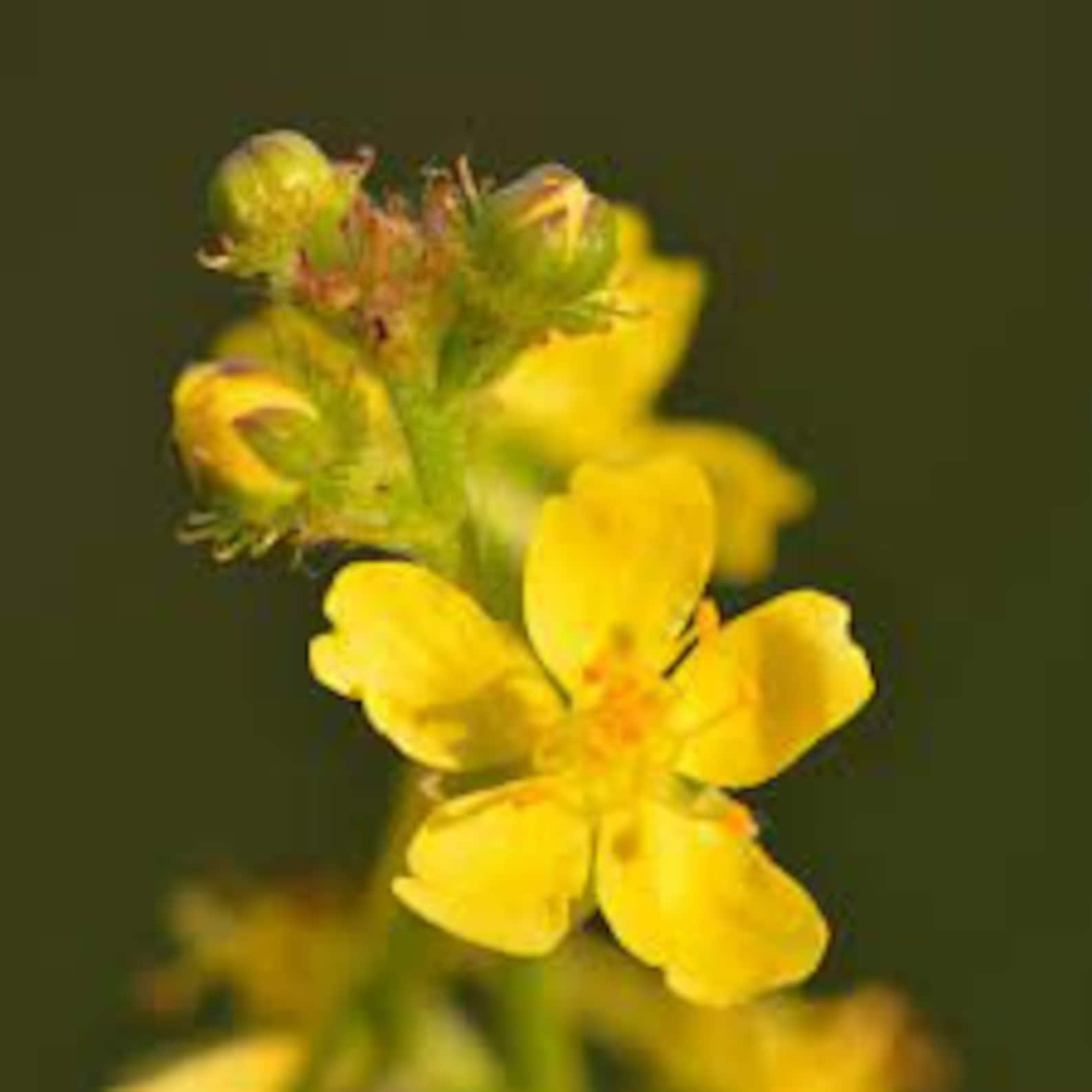 Agrimony Flower Essence Etsy