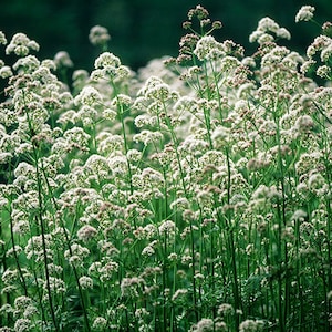 Valerian Tincture  Valeriana officinalis