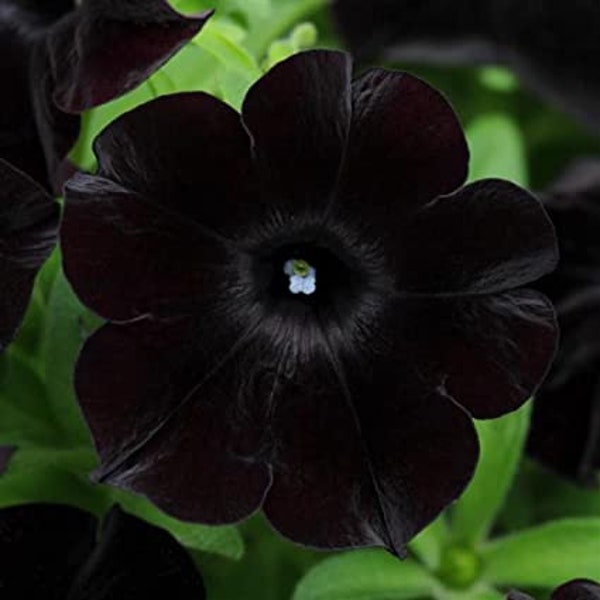 Petunias - Etsy