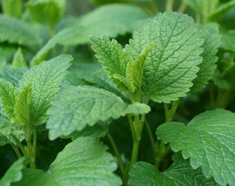 Lemon Balm Tincture Melissa officinalis