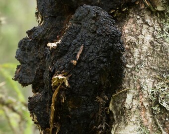 Chaga Mushroom Double Extraction Tincture Inonotus obliquus