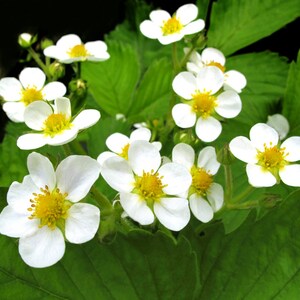 Wood Sorrel Flower Essence Etsy Wood Sorrel Flower Essence Etsy
