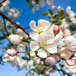 Crab Apple Flower Essence **NOT A LIVE PLANT**