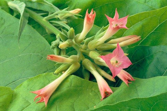 Tobacco Flower